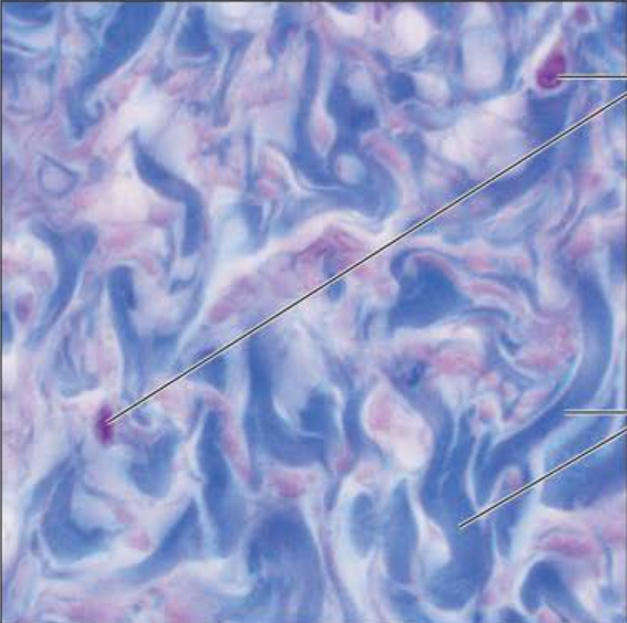 <p>Identify this tissue</p><p></p><p>Name a function</p><p></p><p>Name a specific place where it is found</p>