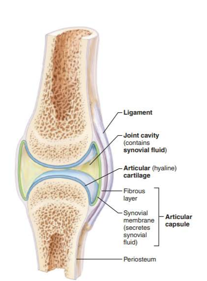 <p>2 or more bones meet separated by a joint cavity that is lined with a synovial membrane and the cavity is filled with synovial fluid</p><p>diarthrosis</p>