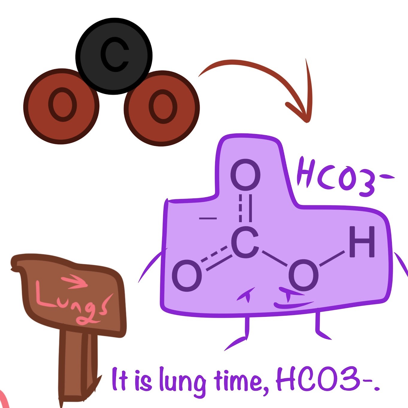 <p><span class="tt-bg-yellow">HCO3- ions</span> in the plasma </p>