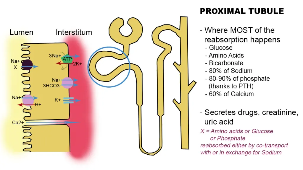 <p>★Polar drugs or metabolites, which are water-soluble and partially ionized, are excreted via specialized transporters, mainly located in the proximal tubule of the kidney.</p>