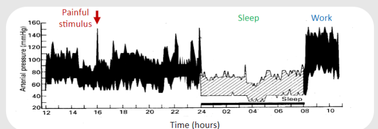 <p>• Age• Disease• Distance along arterial tree• Blood volume – affects SV, CO• Exercise – increased SV, CO• Emotion - stress, anger, fear, apprehension, pain• Wake/sleep - decreases BP 80/50 mmHg</p>