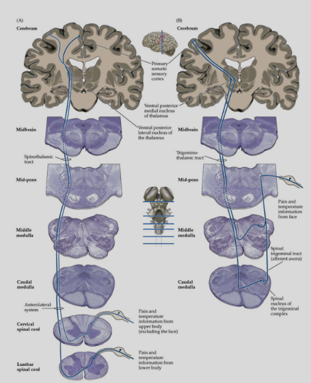 <p>Sensory aspects of pain for the <strong>body</strong> and <strong>face</strong>.</p><p><strong>2nd order neurons decussate</strong> and project to the <strong>ventral-posterior nuclear complex of the thalamus</strong>.</p><p><strong>VPL</strong>: mediates pain for the <strong>body</strong>.</p><p><strong>VPM</strong>: mediates pain for the <strong>face</strong>.THIS IS THE STT PATHWAY</p>