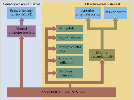 <p><strong>Mnemonic: "Lateral Loves Specifics, Medial Moves Emotions"</strong></p><p><strong>Lateral</strong> = <strong>Loves Specifics</strong>:</p><p>Sensory-<strong>discriminative</strong> (location, intensity, duration).</p><p>Projects via <strong>specific somatosensory thalamic nuclei</strong> (e.g., ventral posterior nuclei).</p><p><strong>Medial</strong> = <strong>Moves Emotions</strong>:</p><p>Affective-<strong>motivational</strong> (emotions, unpleasantness of pain).</p><p>Projects to <strong>different cortical areas</strong> via <strong>non-specific midline thalamic nuclei</strong> (e.g., intralaminar nuclei).</p>