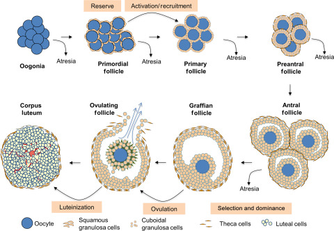 <p><strong>Oogonia</strong> are the egg precursors formed in the ovary.</p><p>These cells are diploid and undergo multiple mitotic divisions to increase their number.</p><p>Once mitosis stops, oogonia enter <strong>meiosis</strong> and become <strong>primary oocytes</strong>.</p>