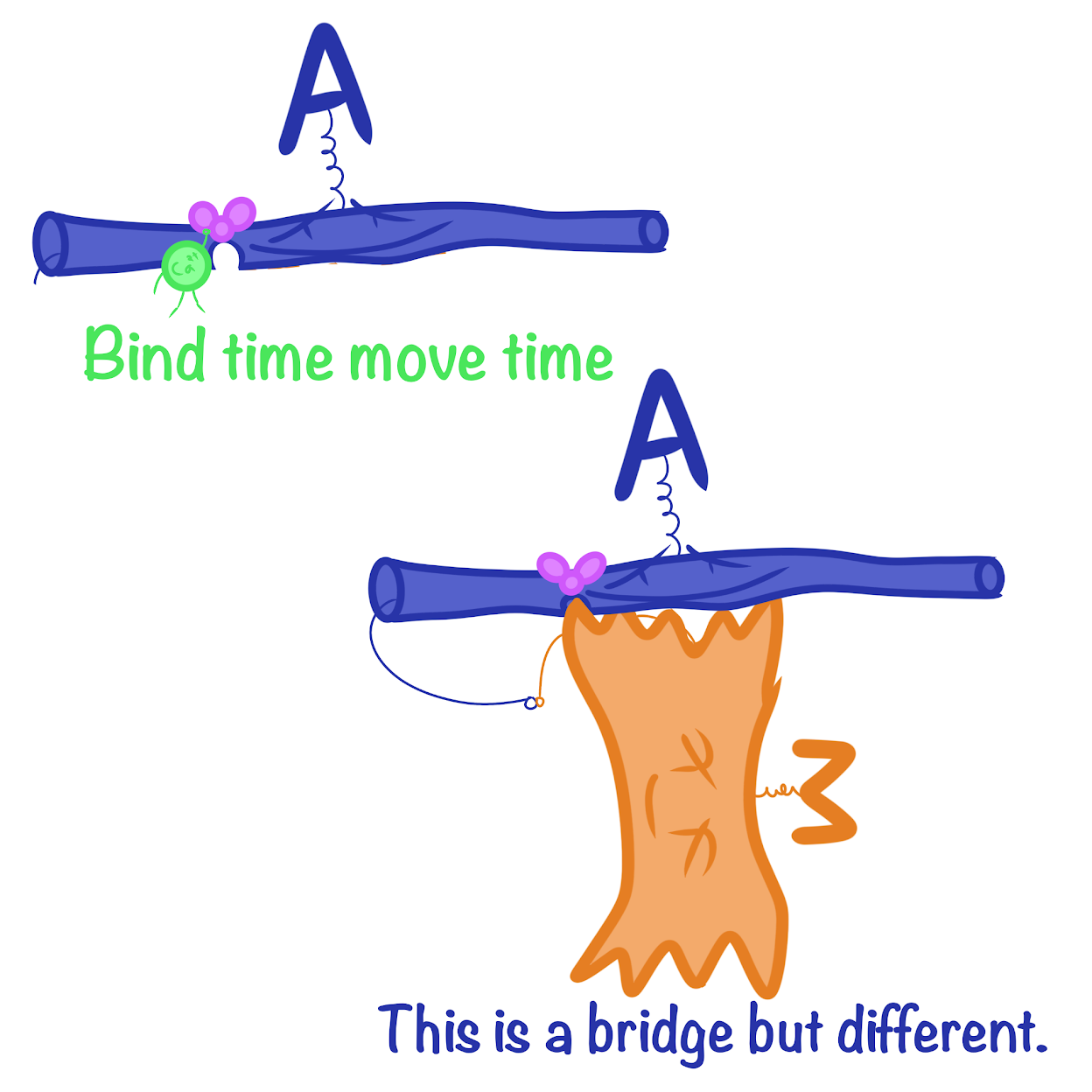 <p>Ca2+ binds to troponin so that the binding site is uncovered; Head of the <span class="tt-bg-blue">myosin</span> molecule <span class="tt-bg-blue">binds to an actin</span> filament, forming a <span class="tt-bg-blue">cross-bridge</span></p>