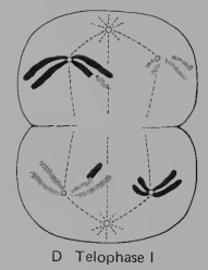 <p>The two daughter nuclei are separated from each other and nuclear membranes may re-form. </p><p></p><p>Nucleus - haploid no. of chromosomes (1n)</p><p>Chromosome - two sister chromatids connected by a centromere (2c)</p><p></p><p>Since the individual chromosomes of the haploid daughter cells are still in the replicated condition, there is <em><u>no new replication</u></em> of chromosomal DNA during the interphase between meiotic division I and meiotic division II.</p>