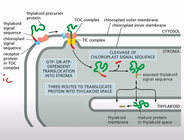 <p>Protein that has signal sequence(N-terminal amphipathic a-helix) bind to import receptors of TOC and TIC complexes. Signal sequence is then cleaved inside chloroplast and thylakoid signal sequence revealed goes into thylakoid.</p>