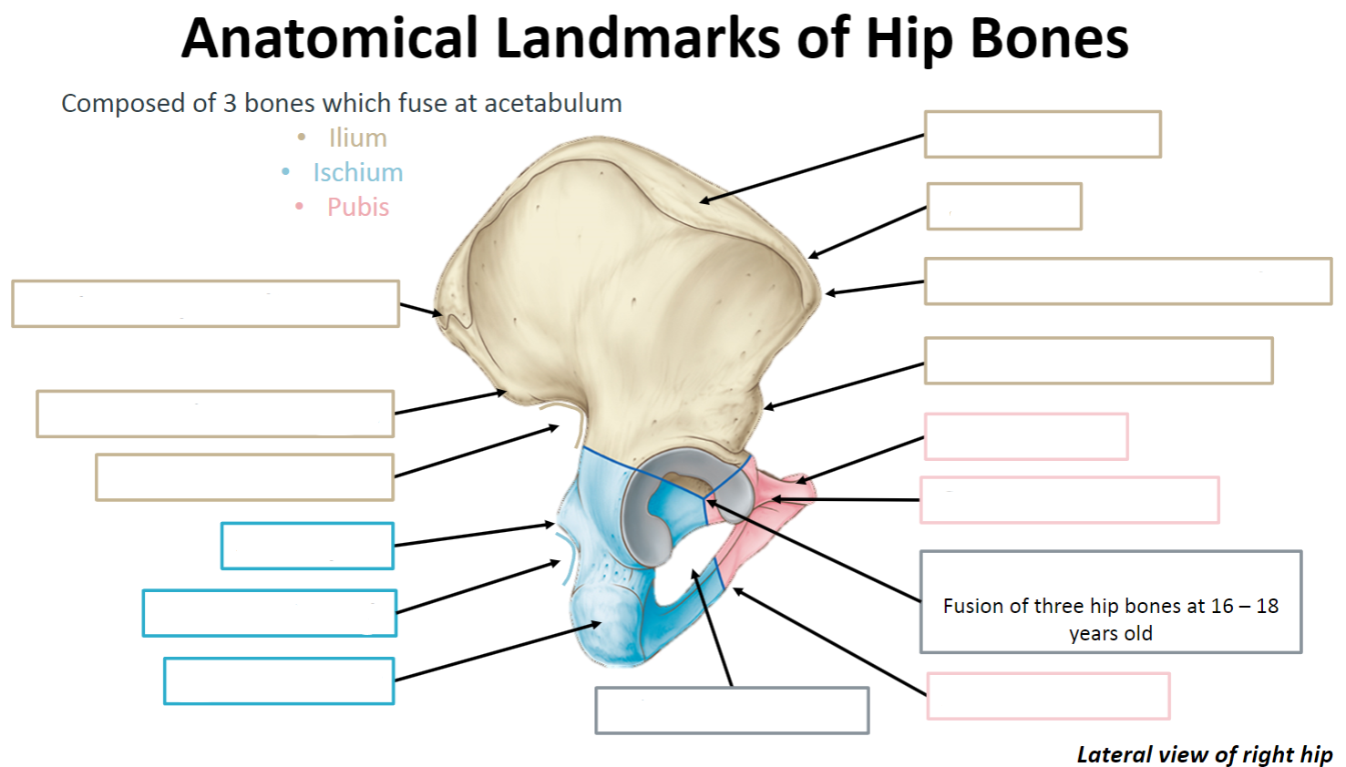 <p>Name the anatomical landmarks of the hip bone (15)</p>