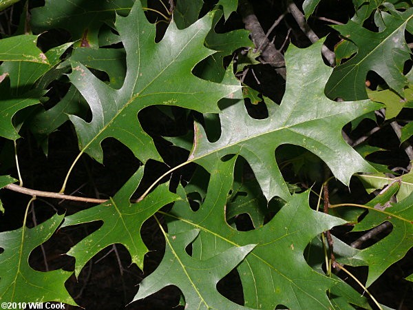 <p><em>Quercus palustris</em></p><p>Simple/Alternate</p>