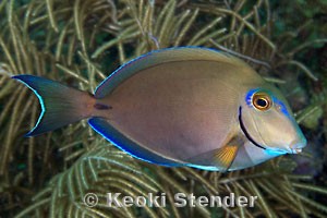 <p>Acanthurus tractus</p>