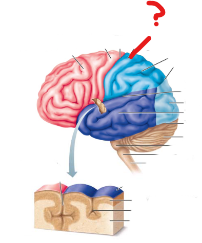 <p>name the broddman's area</p>