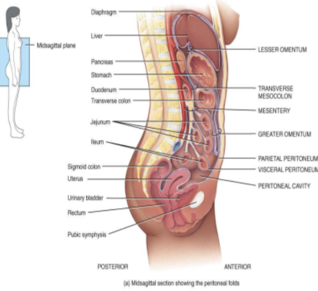 <p>Serous membrane lining the abdominal wall and organs</p>