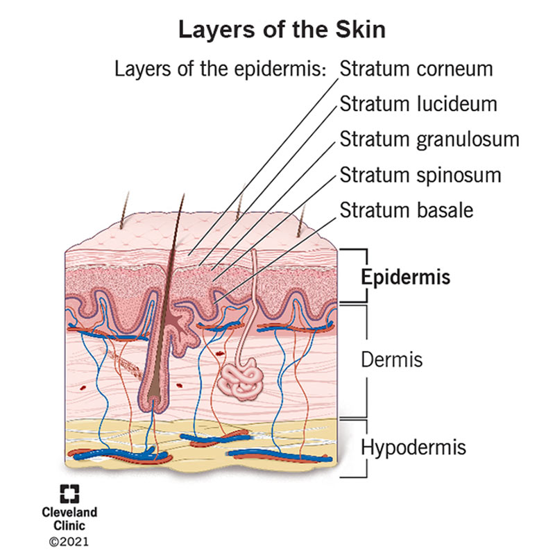 <p>Protects the skin from the external environment.</p><p>Contributes to skin color.</p><p>Acts as a site for Vitamin D production.</p>