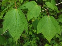 <p>Mountain Maple</p>