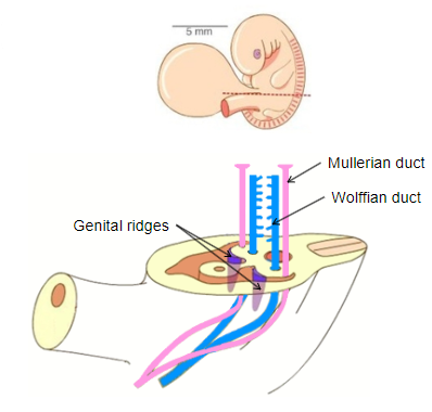 <p><strong>As Genital ridges, </strong>which form as thickened areas of tissue near the developing kidneys in the embryo.</p><p></p><p>They are initially <strong>bipotential</strong>, meaning they have the capacity to develop into either testes or ovaries.</p><p></p><p>The presence or absence of the <strong>SRY gene</strong> on the Y chromosome determines whether they differentiate into testes (male) or ovaries (female).</p>