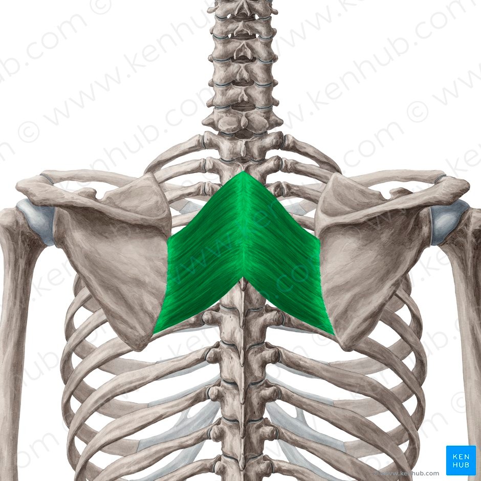 <p>SVE</p><p>Spines of T2-T5</p><p>Vertebral or medial border of scapula</p><p>Elevates and adducts scapula</p><p></p><p>Scapula</p>