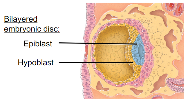 <p>What stage are the labeled items in picture formed?</p>