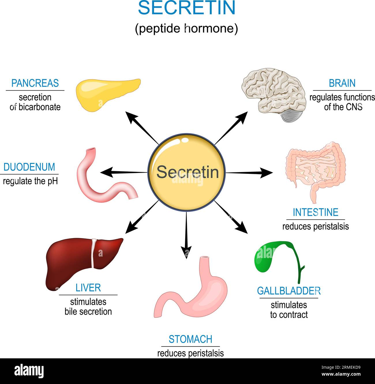 <p>☆ Secretin inhibits gastric contractions, stimulates the secretion of bicarbonate (HCO3-) and water from the gallbladder, and increases bicarbonate secretion from the pancreatic duct cells.</p>