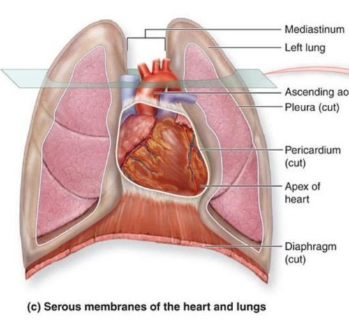 between lungs in the mediatinum