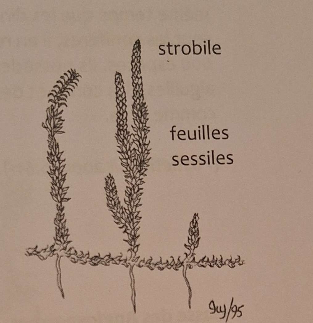 <p><strong>Phylum des Trachéophytes (plantes vasculaires): A)</strong></p>