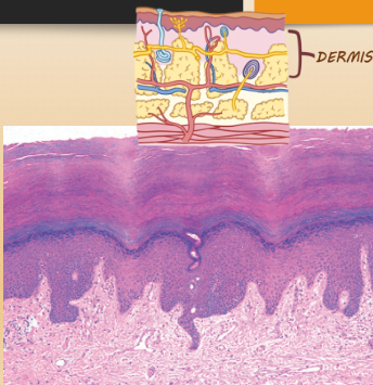 <p>The dermis is the layer beneath the epidermis, composed of connective tissue.</p><p>Characterized by an<strong> interconnected mesh of elastin and collagen fibers.</strong></p><p>These fibers are produced by <strong>dermal fibroblasts</strong>, providing strength, elasticity, and resilience to the skin.</p>