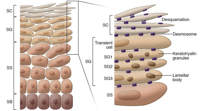 <p>Consists of 1-4 layers of cells containing keratohyalin granules (precursors to keratin).</p><p>Contains lamellar bodies filled with lipids (visible under TEM).</p><p>Cells are differentiating to form the outermost layer.</p><p>Plays a key role in skin barrier formation.</p>