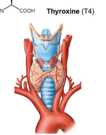 <p>&nbsp; butterfly shaped gland on anterior surface of the superior part of the trachea (inferior to larynx)</p>