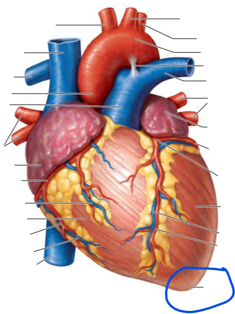 <p>name the external structure </p>