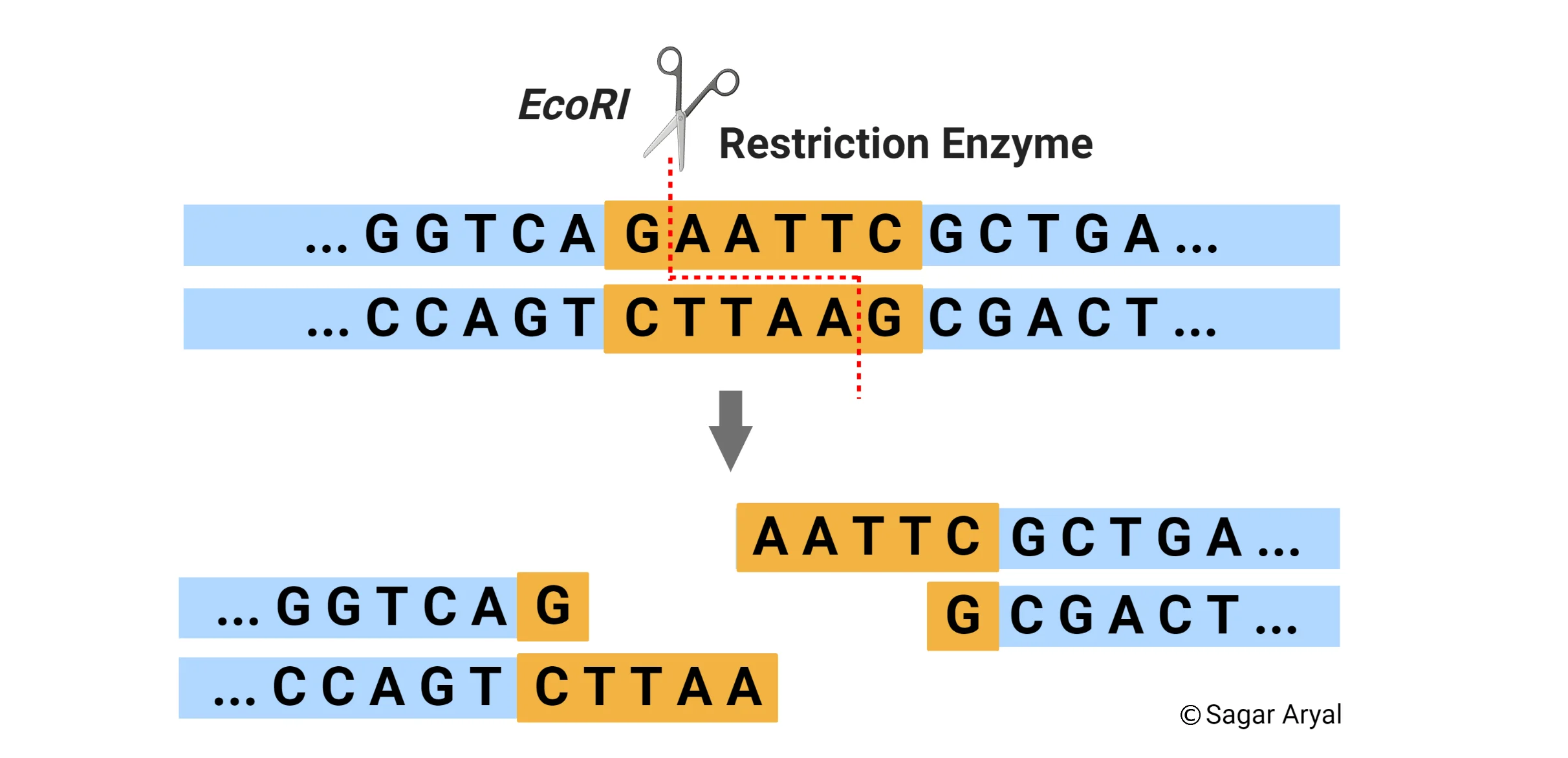 <p>Restriction endonucleases are enzymes that restrict the transfer of nucleic acids from infecting phages into bacteria. </p><p>Their two functions are:</p><p>Recognizing a specific DNA sequence.</p><p>Cutting that specific sequence.</p>