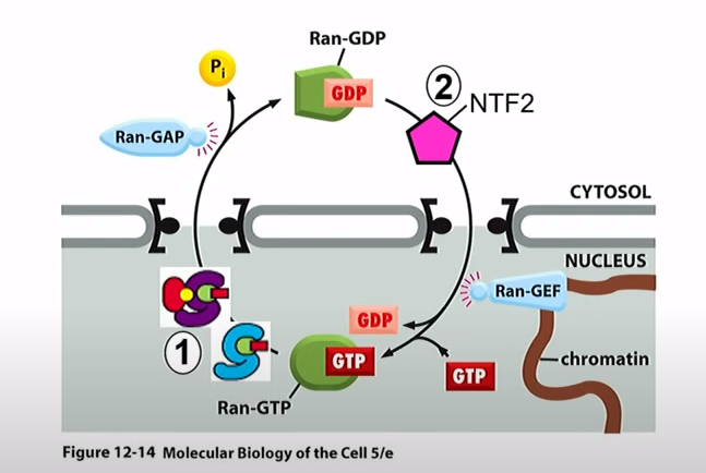 <p>Ran-GAP is in the cytosol and Ran-GEF is in the nucleus</p>