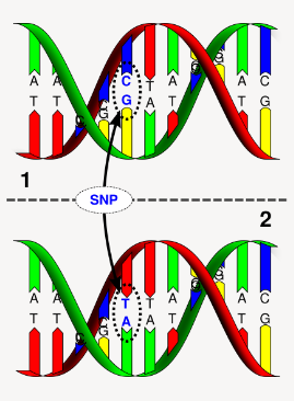 <p>An SNP involves a <strong>single base change</strong>, such as <strong>CCT → CTT</strong> (Proline to Leucine).</p><p>It is the <strong>most common type of genetic variation</strong>.</p><p>SNPs are thought to occur approximately <strong>1 per 1,000 bases</strong> in the genome.</p><p>The <strong>human genome</strong> consists of <strong>3 billion base pairs</strong> (2 x 3,000 Mb).</p>