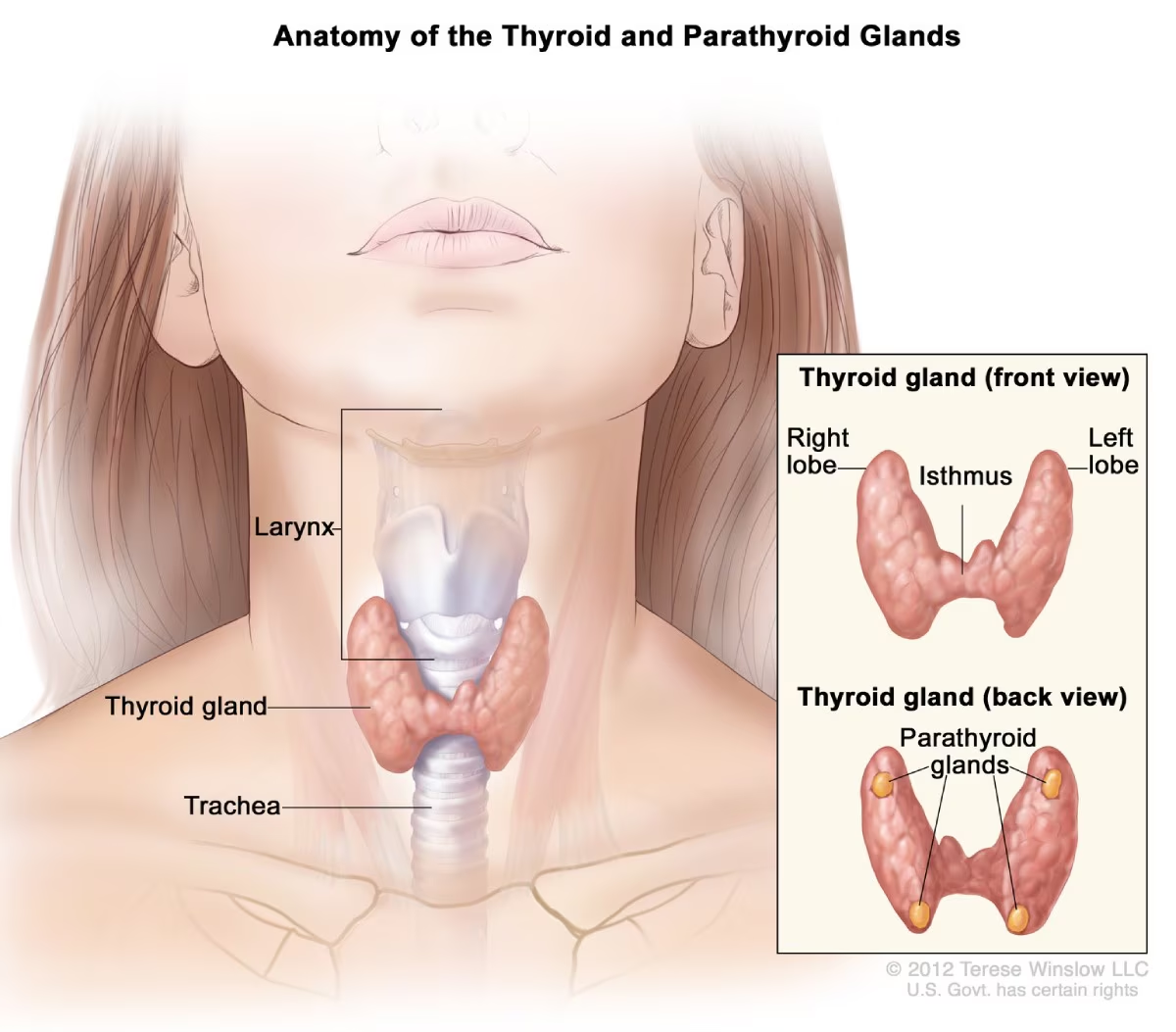 <p>The parathyroid glands are four small glands located on the back of the thyroid.</p>