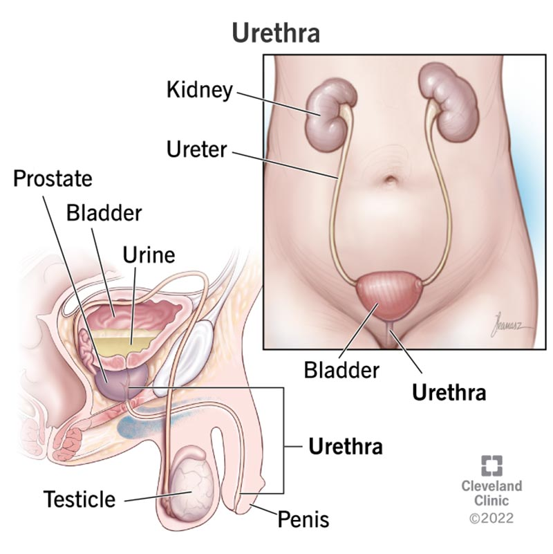 <p>✶Carries urine and semen: Unlike the female urethra, the male urethra serves a dual function, allowing both urine and semen to pass through.</p><p>✶Urine elimination aided by contraction of bulbocavernosus muscles in penis: These muscles aid in the expulsion of urine from the male urethra.</p>