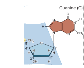 <p>Identify this nucleoside</p>