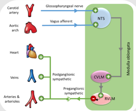 <p>State the 5 steps of the central role of the nucleus tractus solitarius (NTS, CVLM and RVLM)</p>