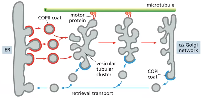 <p>They fuse with each other to form a vesicular tubular cluster which then move to the Golgi.</p>