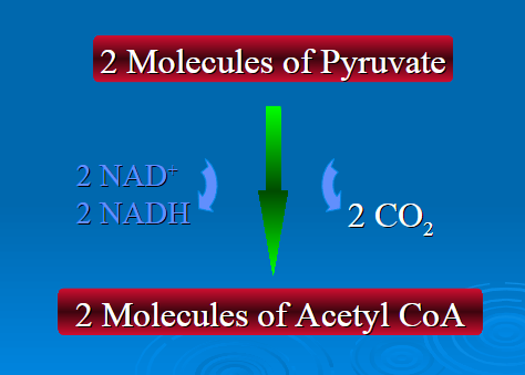 <p>2 NADH</p><p>2 NAD+</p><p>2 CO2</p><p>Acetyl CoA</p>