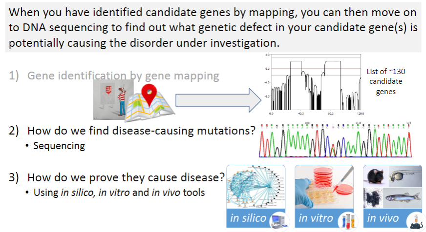 <p><strong>Gene identification by gene mapping</strong>: This step involves identifying regions of the genome that are linked to a disease through methods like <strong>linkage analysis</strong> and <strong>GWAS</strong>.</p>