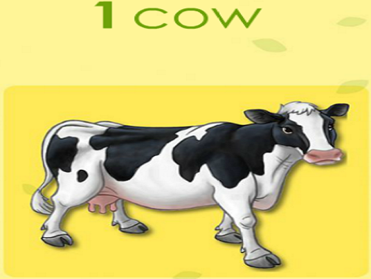 cow one