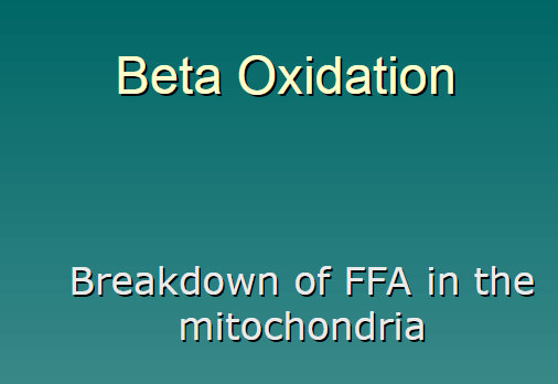 <p>breakdown of free fatty acids in the mitochondria </p>