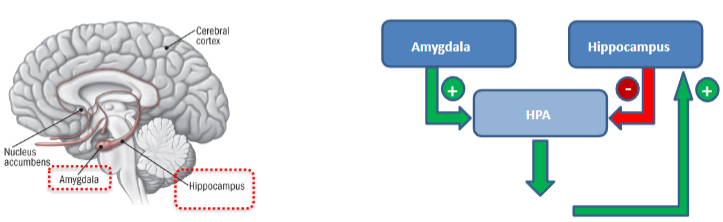 <p><strong>Amygdala</strong>:</p><p>Plays a key role in <strong>emotion</strong> and the <strong>fear response</strong>.</p><p>Stimulates the <strong>HPA axis</strong> to promote <strong>cortisol release</strong>.</p><p><strong>Amygdala hyperactivity</strong> is linked to <strong>anxiety disorders</strong>.</p><p><strong>Hippocampus</strong>:</p><p>Plays a key role in <strong>learning</strong> and <strong>memory</strong>.</p><p>Suppresses the <strong>HPA axis</strong> to prevent excessive <strong>cortisol release</strong>.</p><p><strong>Hippocampus underactivity</strong> is linked to <strong>anxiety disorders</strong>.</p>