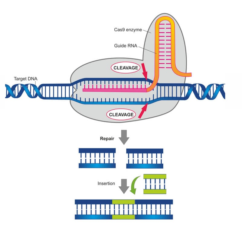 <p>The CRISPR/Cas9 gene editing system</p>