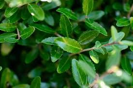 <p>Ilex vomitoria</p><p>Simple/Alternate</p>