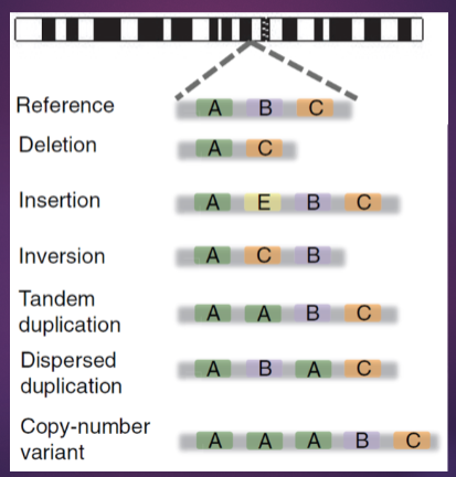 <p>Structural variants (SV) refer to large alterations in the genome, such as inversions, translocations, or large deletions and duplications.</p><p>Copy number variants (CNV) are a specific type of structural variant that involves changes in the number of copies of a particular DNA segment, leading to either gains (duplications) or losses (deletions) of genetic material.</p><p>While all CNVs are considered structural variants, not all structural variants are CNVs; SVs encompass a broader range of genetic changes.</p>