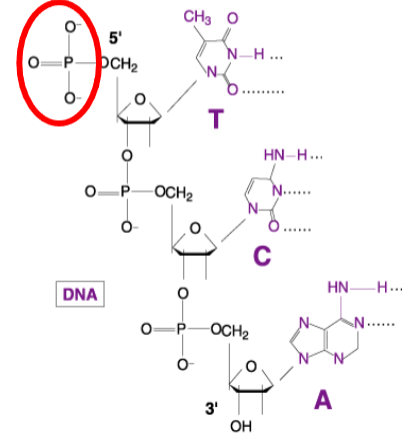 <p><strong>Hydrolyzes a phosphate group</strong>: Phosphatase removes phosphate groups from its substrates, which can be crucial for various biochemical processes.</p><p><strong>Types of Phosphatase</strong>: Common examples include <strong>Calf Intestinal Alkaline Phosphatase</strong> and <strong>Shrimp Alkaline Phosphatase</strong>.</p>