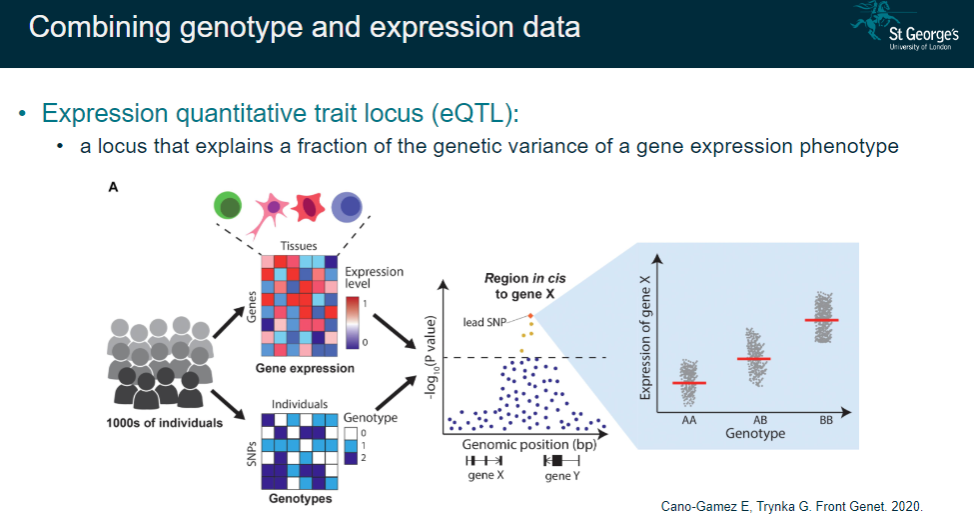 <p>A locus that explains a fraction of the genetic variance in gene expression.</p><p>Combines genotype data with expression data to understand genetic regulation of expression.</p>