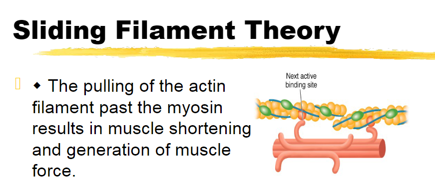 <p>the pulling of the actin filament past the myosin results in muscle shortening and the generation of muscle force </p>