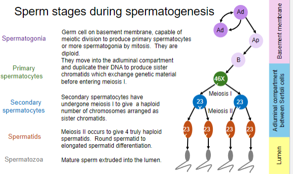 <p>Germ cells on the basement membrane are diploid and capable of meiotic division.</p><p>They produce primary spermatocytes or more spermatogonia by mitosis</p>