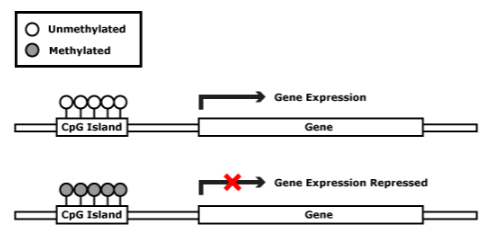 <p>DNA methylation patterns change during development and play a crucial role in controlling gene expression.</p>