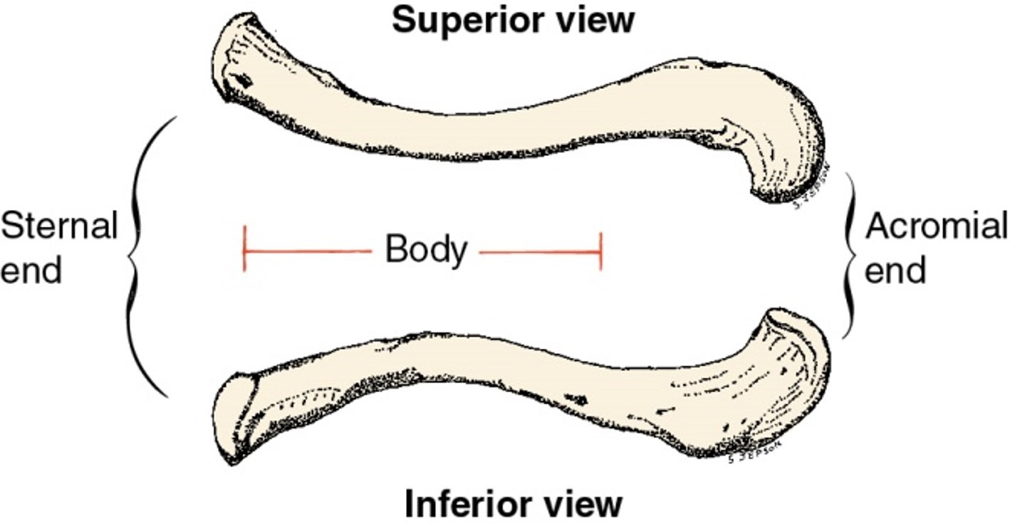 <p>bony landmarks of the clavicle: body</p>